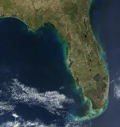 In diesem Satellitenbild ist eine Blüte der giftigen Alge Karenia brevis entlang der Westküste Floridas sichtbar.